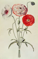 Mohnblumen: Kornmohn (Papaver Rhoeas)